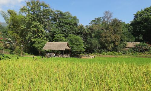 Muang Xay Rice-fields Green